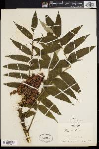 Rhus typhina image