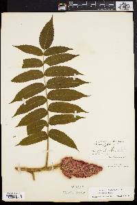 Rhus typhina image