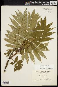 Rhus typhina image