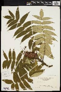 Rhus typhina image