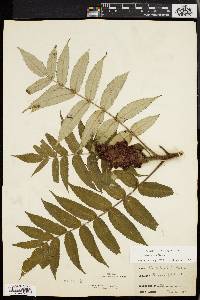 Rhus typhina image