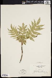 Rhus typhina image