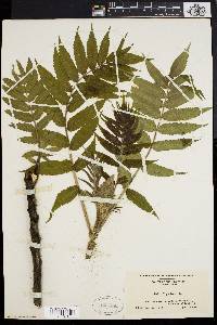 Rhus typhina image