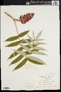 Rhus typhina image