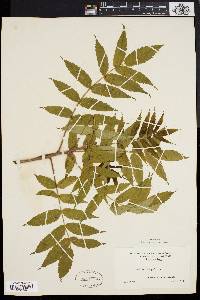 Rhus typhina image