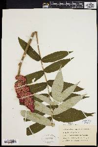 Rhus typhina image