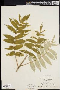 Rhus typhina image