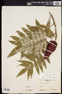 Rhus typhina image