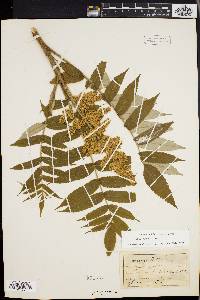 Rhus typhina image