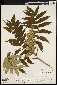 Rhus typhina image