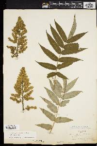 Rhus typhina image