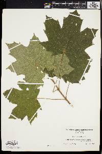 Acer platanoides image