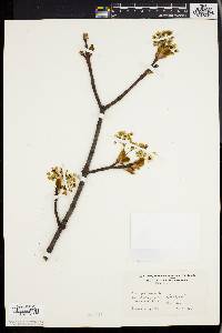 Acer platanoides image