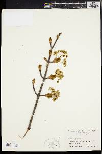 Acer platanoides image