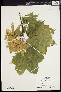 Acer platanoides image