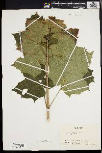 Acer platanoides image