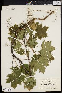 Acer platanoides image