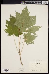 Acer platanoides image