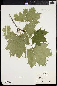 Acer platanoides image