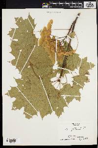 Acer platanoides image