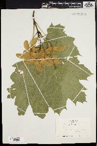 Acer platanoides image