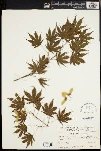 Image of Acer japonicum