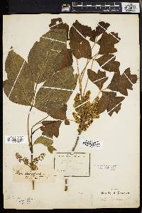 Toxicodendron pubescens image