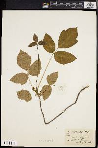 Toxicodendron pubescens image