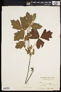 Toxicodendron pubescens image