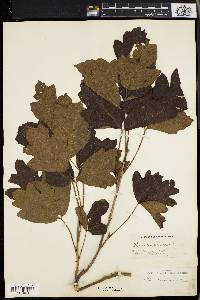 Toxicodendron pubescens image