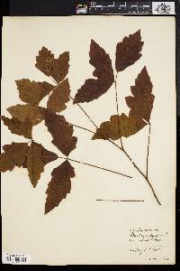 Toxicodendron pubescens image