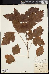 Toxicodendron pubescens image