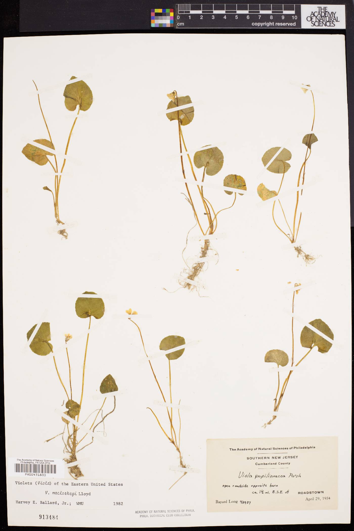 Viola macloskeyi image