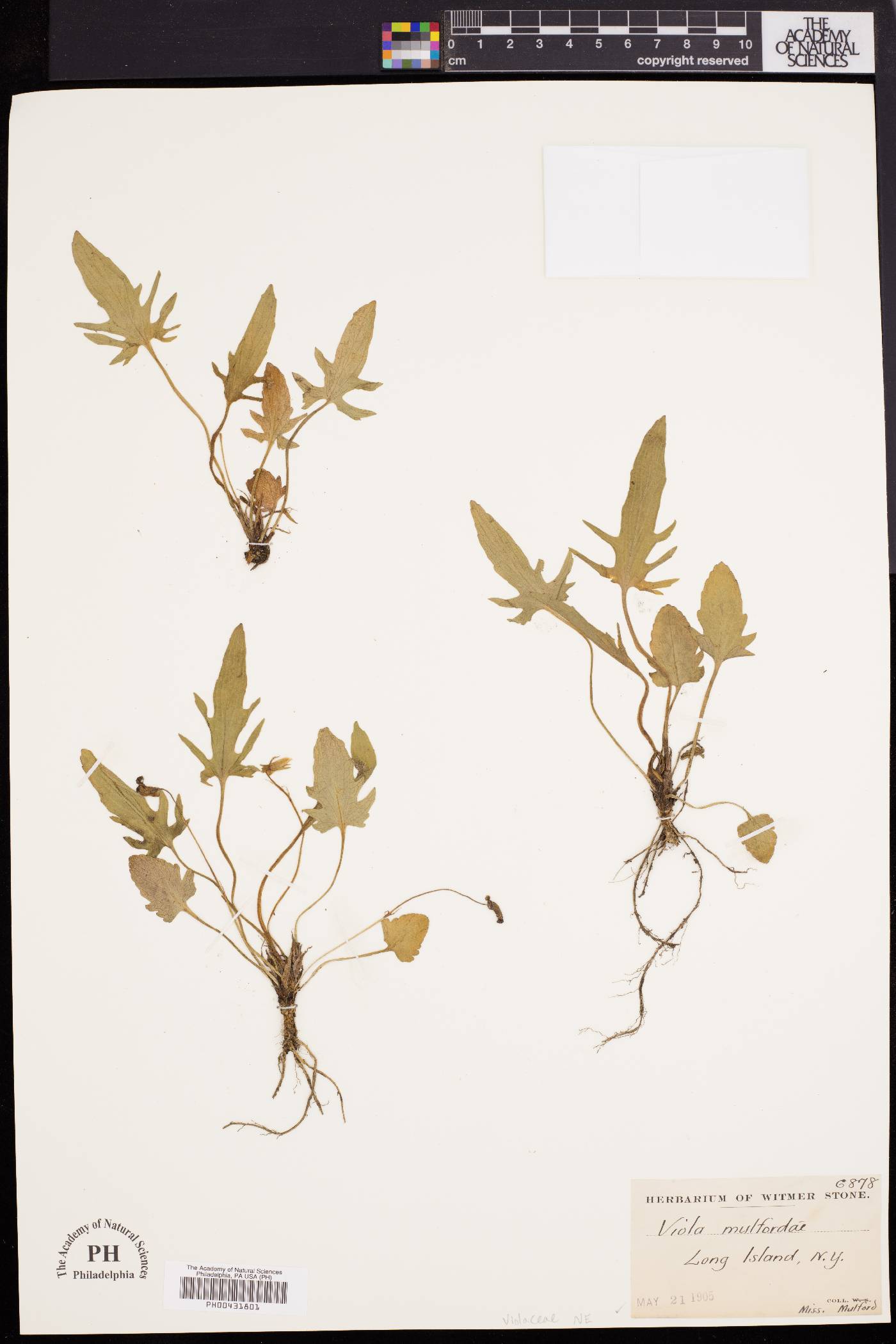 Viola x mulfordiae image