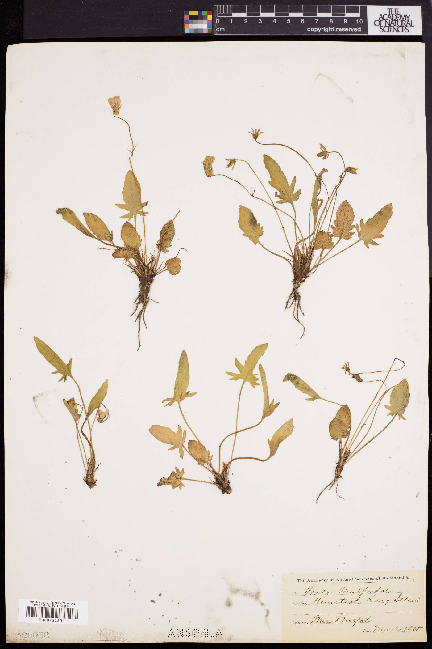 Viola x mulfordiae image