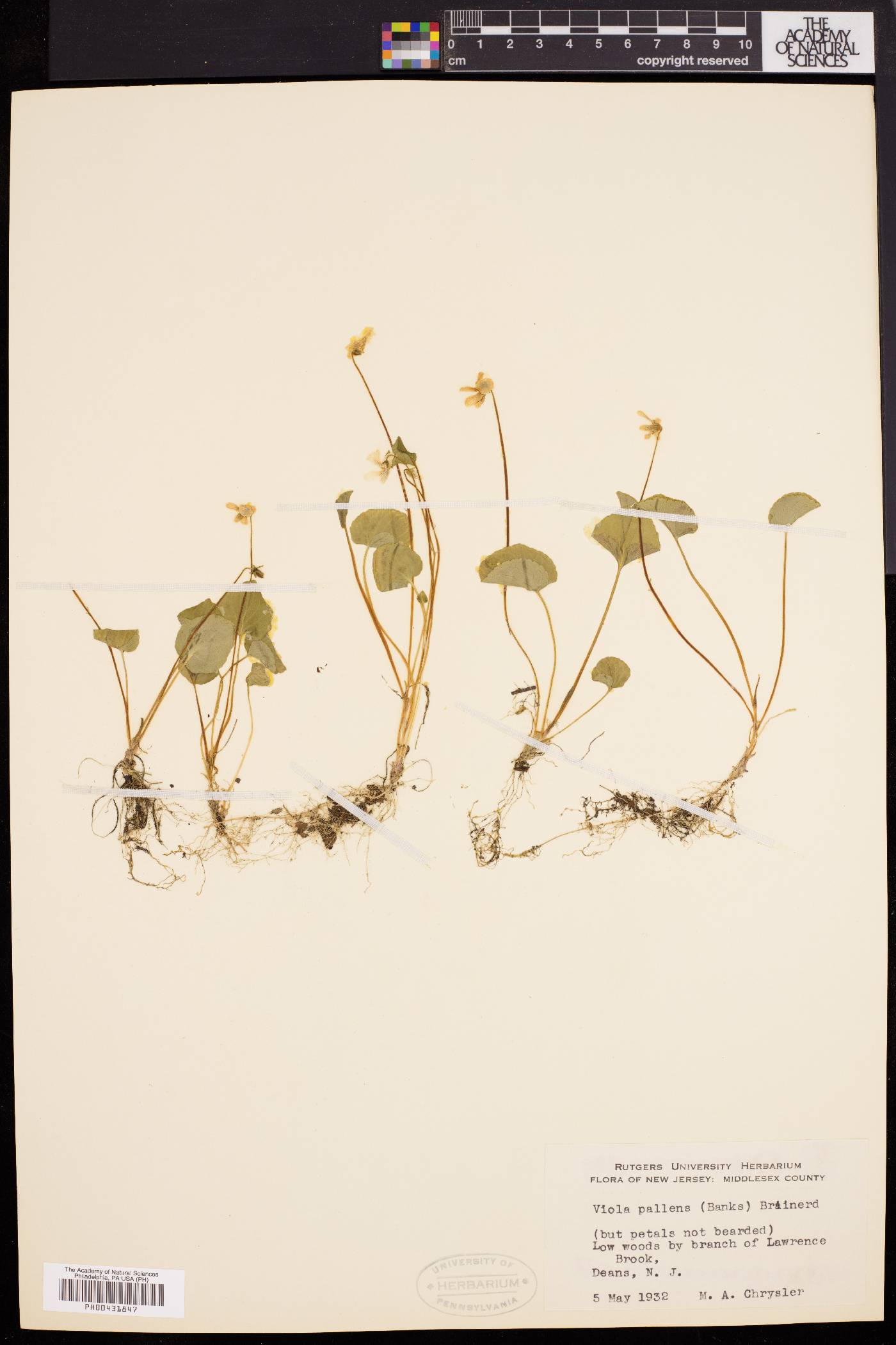 Viola pallens image