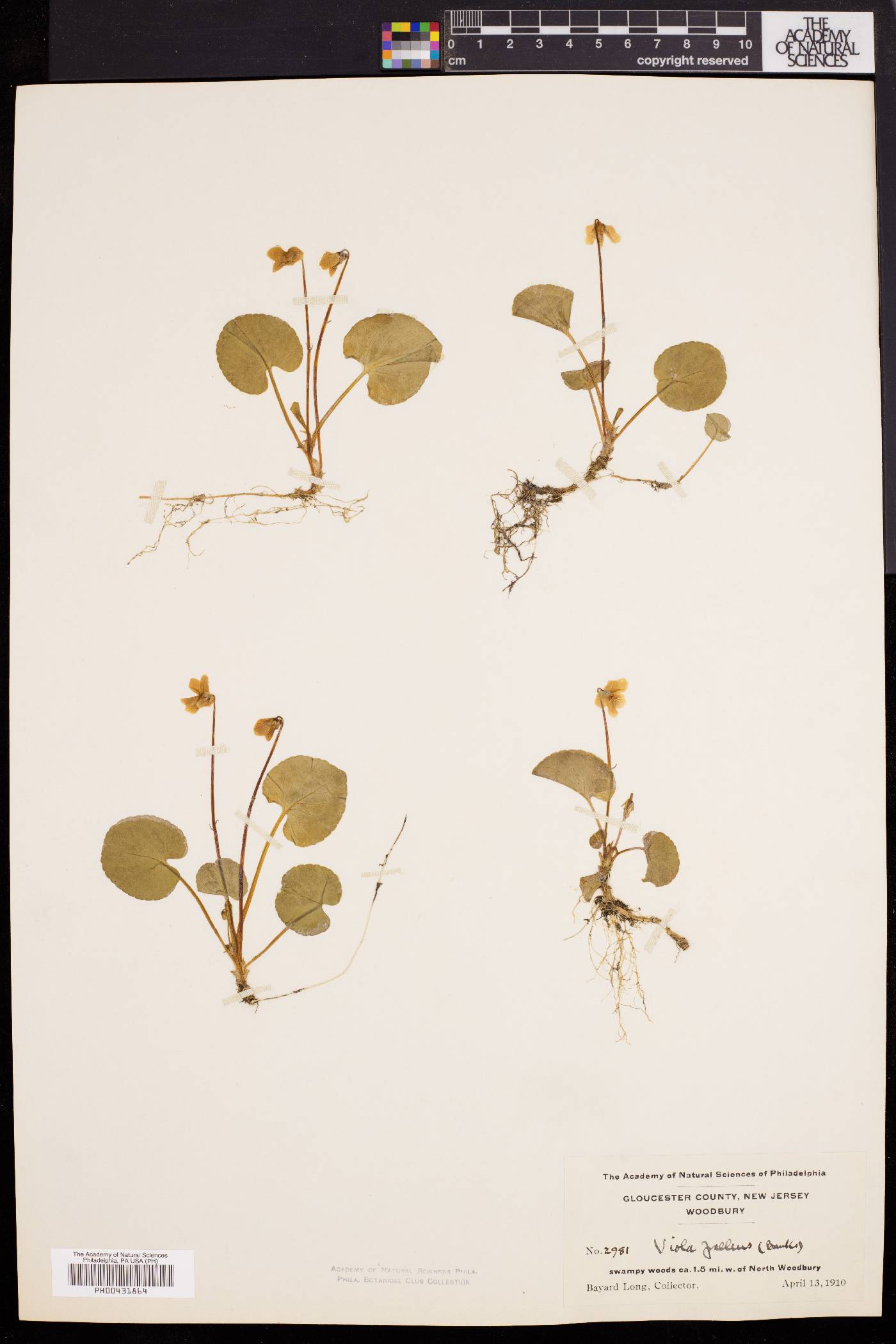 Viola pallens image