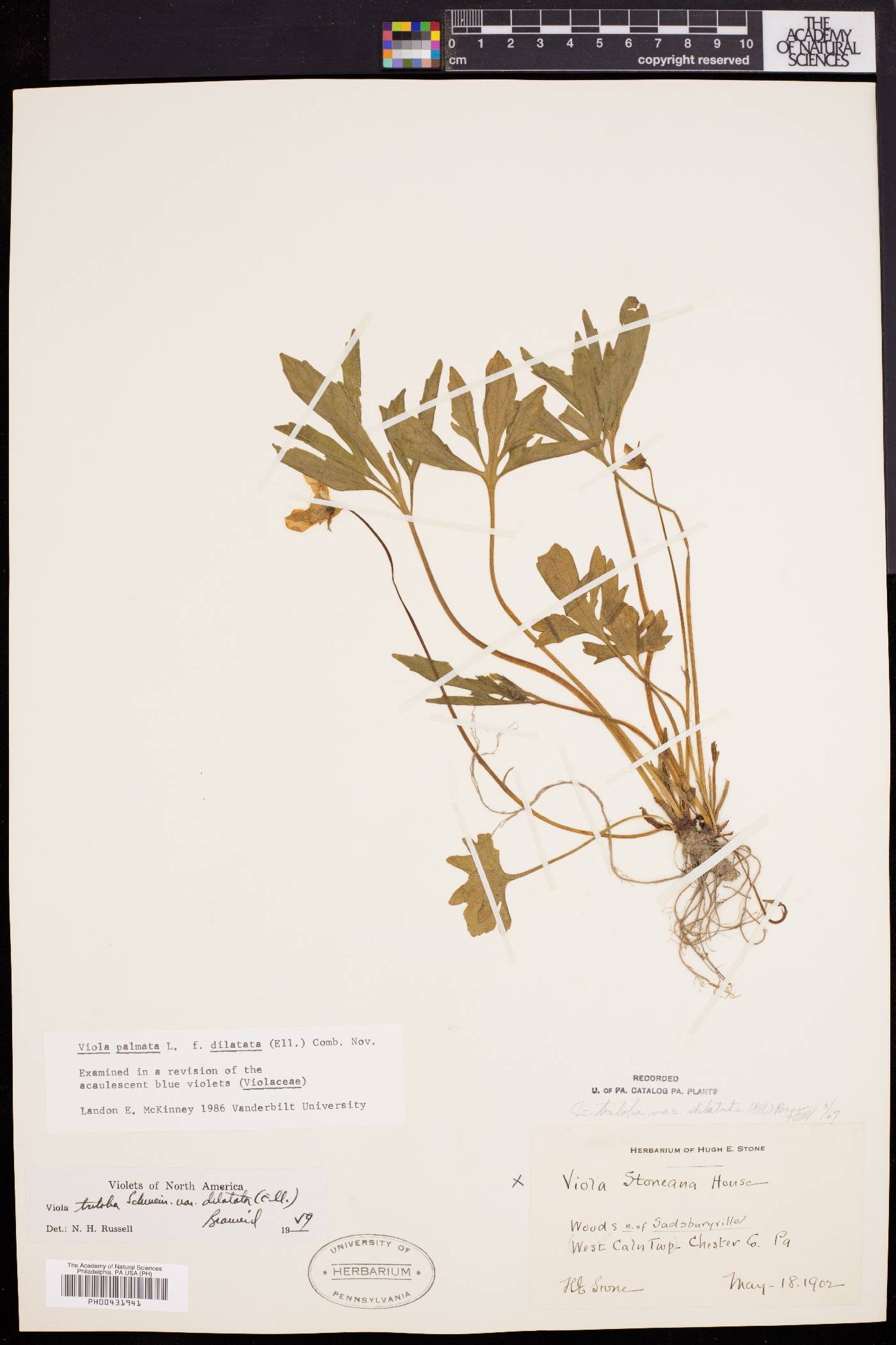 Viola palmata var. dilatata image
