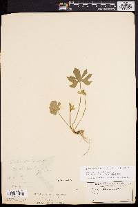 Viola palmata var. dilatata image