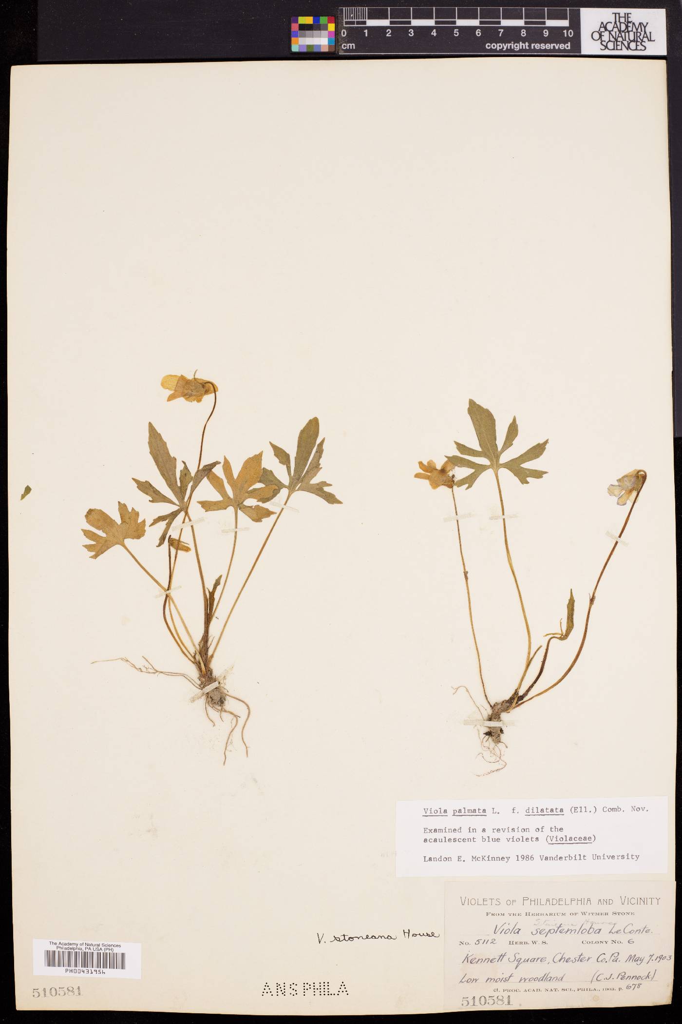 Viola palmata var. dilatata image