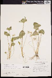 Viola palmata image