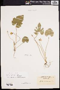 Viola palmata image