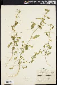 Sida spinosa image