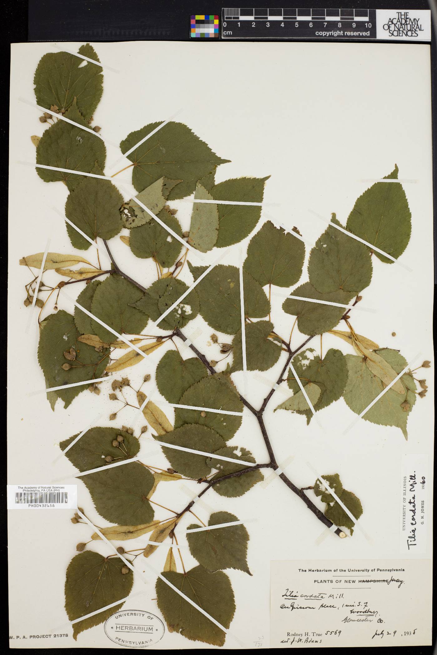 Tilia cordata image