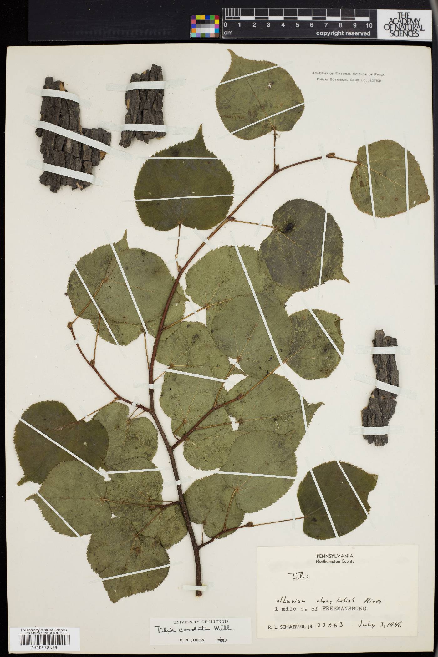 Tilia cordata image