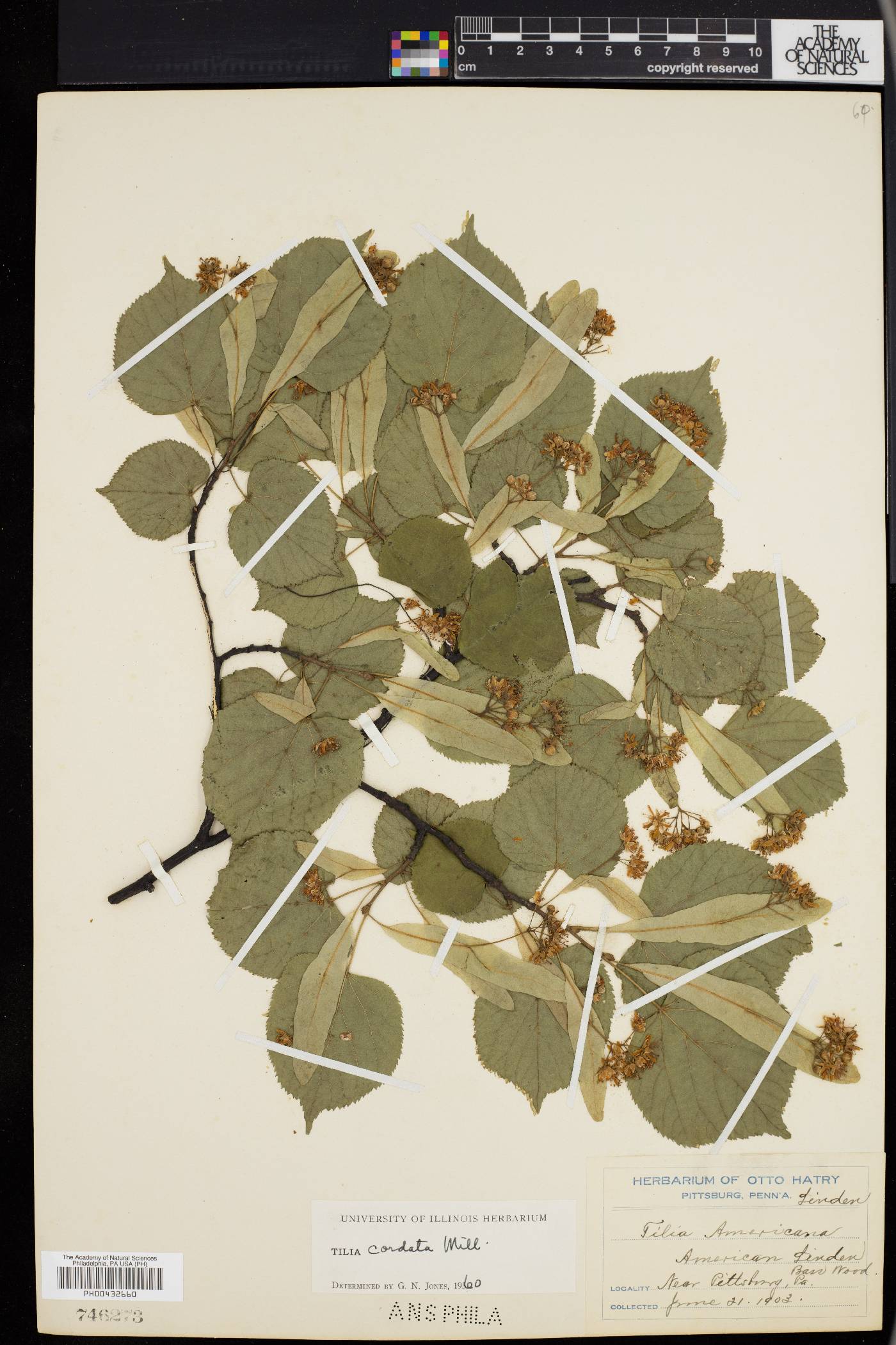 Tilia cordata image