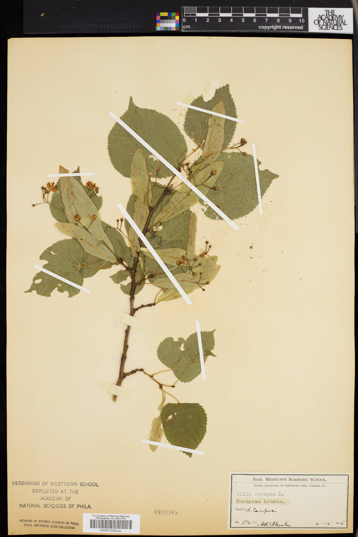 Tilia × europaea image