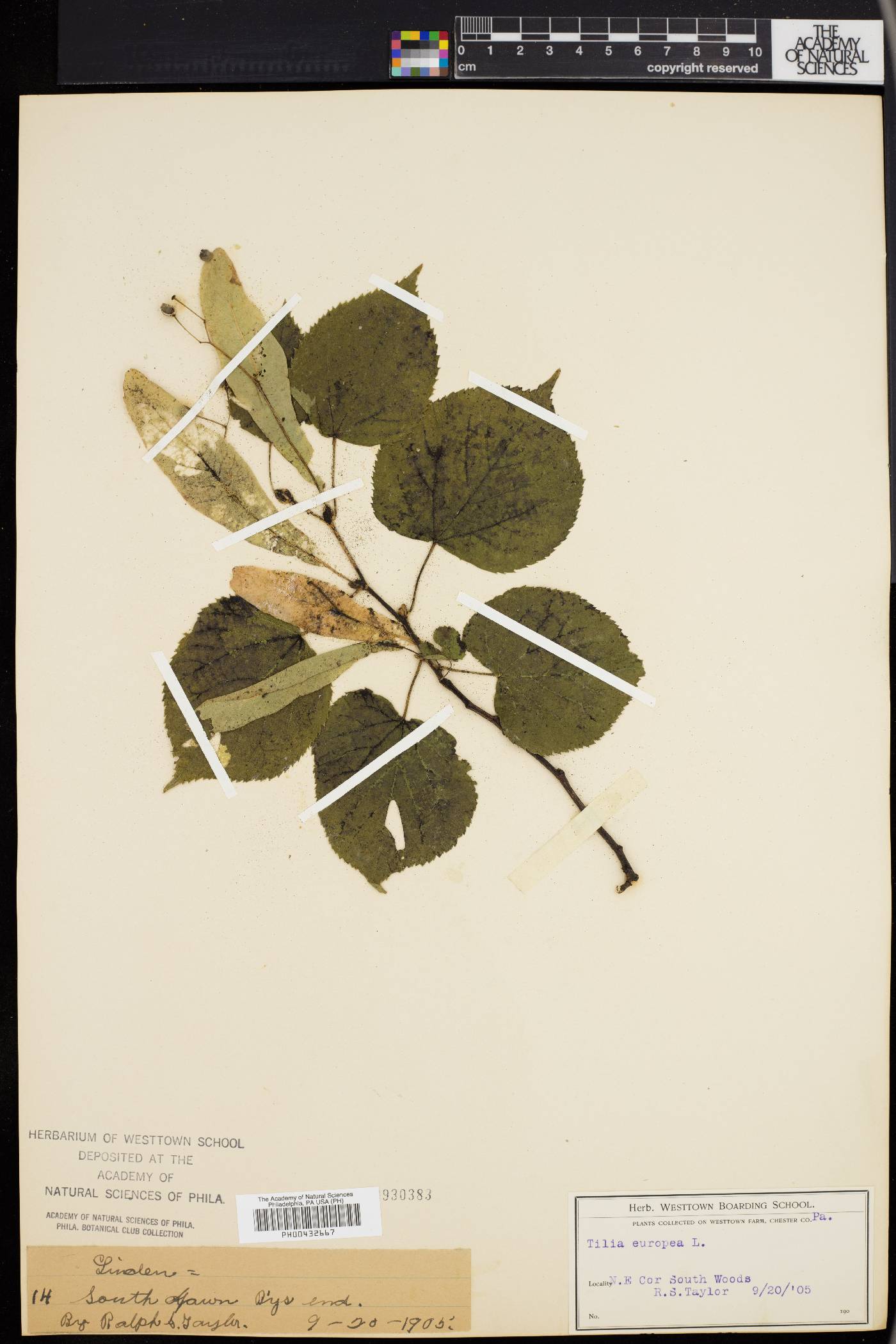 Tilia × europaea image