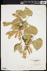 Tilia heterophylla image