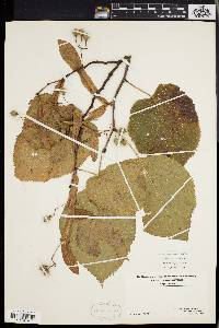 Tilia heterophylla image